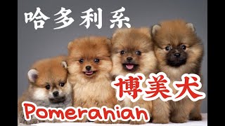 狗狗特辑 EP 9 博美犬 Pomeranian｜【最娇小北方品种】｜【舔陌生人的脚】｜【不适合与小孩互动】｜【长寿的血统】｜【容易患上先天性疾病】