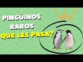 Videos de Pingüinos (que es el leucismo y albinismo)