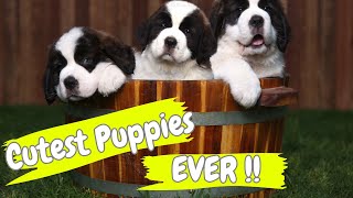 Cute Puppies Alert !  Adorable Saint Bernard Puppies To Melt Our Hearts.