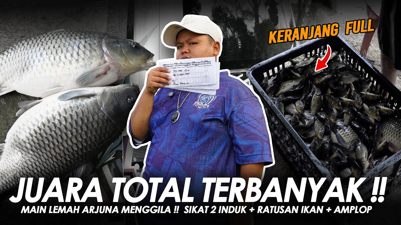 2 EKOR INDUK DALAM WAKTU SINGKAT !! BAWA PULANG AMPLOP TOTAL TERBANYAK || Am#691