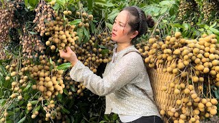 Harvesting Longan Bring to the market to sell - Cooking - Vàng Hoa