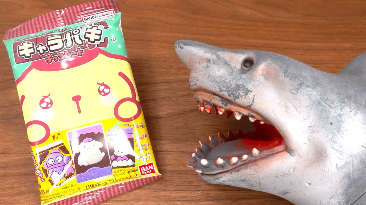 Sanrio chocolate and shark puppet - What will come out? - YouTube