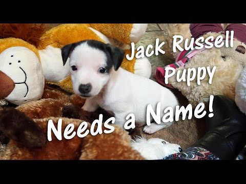 JACK RUSSELL PUPPY 🐶 NEEDS A NAME! Baby Dog Has No Name 👈