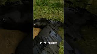 世界で最も賢い鳥