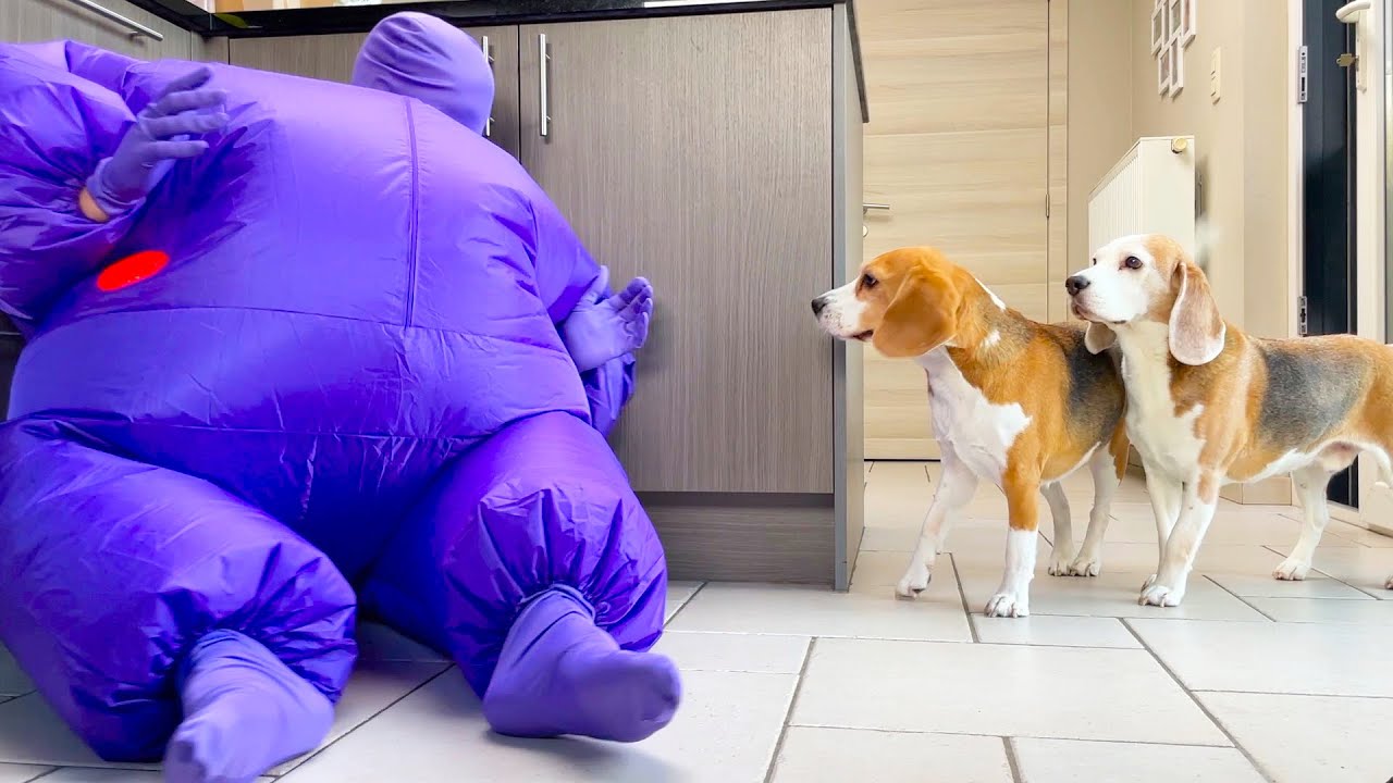 Dog Dances w/Purple Chub Suit Man : Funny Dog Louie