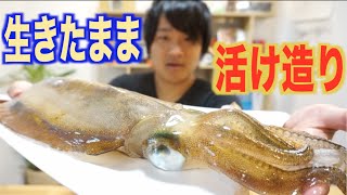 大成功！！アオリイカをそのまま活け造りにするよ！！