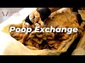 Can a Poop Transplant Make You Healthier??