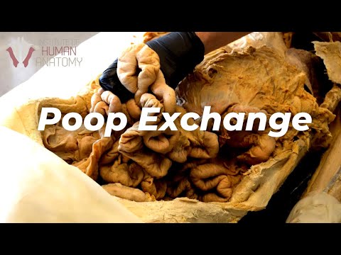 Can a Poop Transplant Make You Healthier??