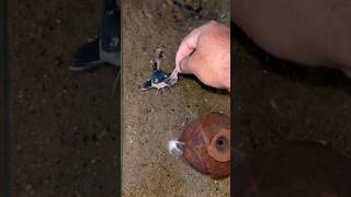 Red tail catfish update #shorts #viral #trending #fish #fishing #minivlog #rtcfish #catfish