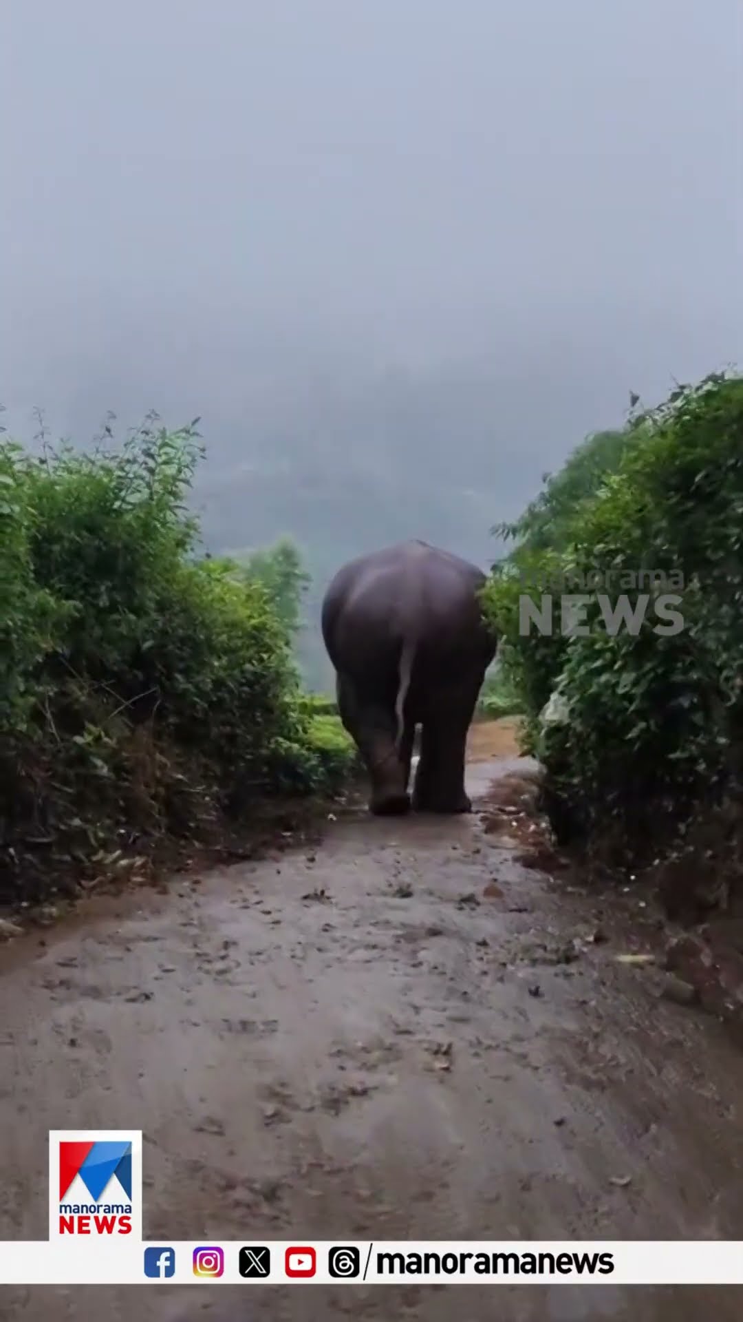 വീണ്ടും മൂന്നാര്‍ ജനവാസ മേഖലയിലിറങ്ങി പടയപ്പ; ആനയെ തുരത്താത്തതിൽ ആശങ്കയെന്ന് നാട്ടുകാർ | Munnar