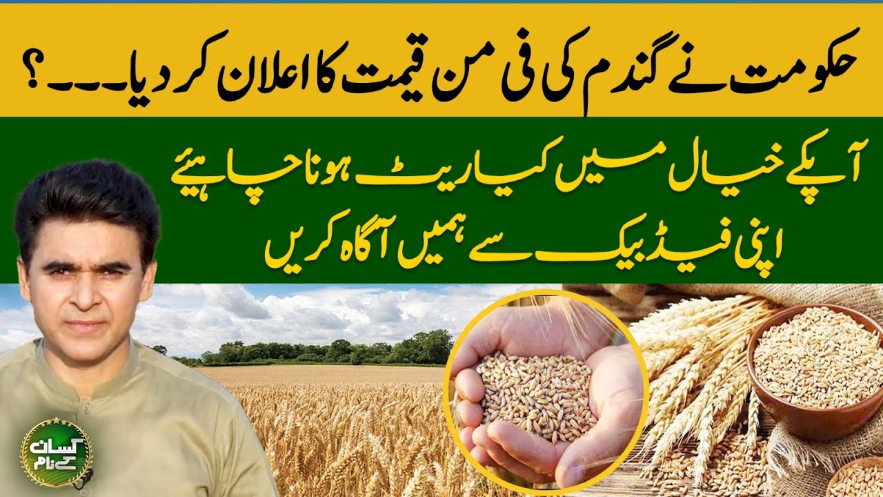 Benefits Of Rice Straw How Rice Straw Can Help Increase Wheat