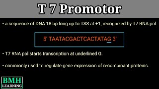 T7 Promotor | T7 Promotor In pET Plasmid | pET Vector |