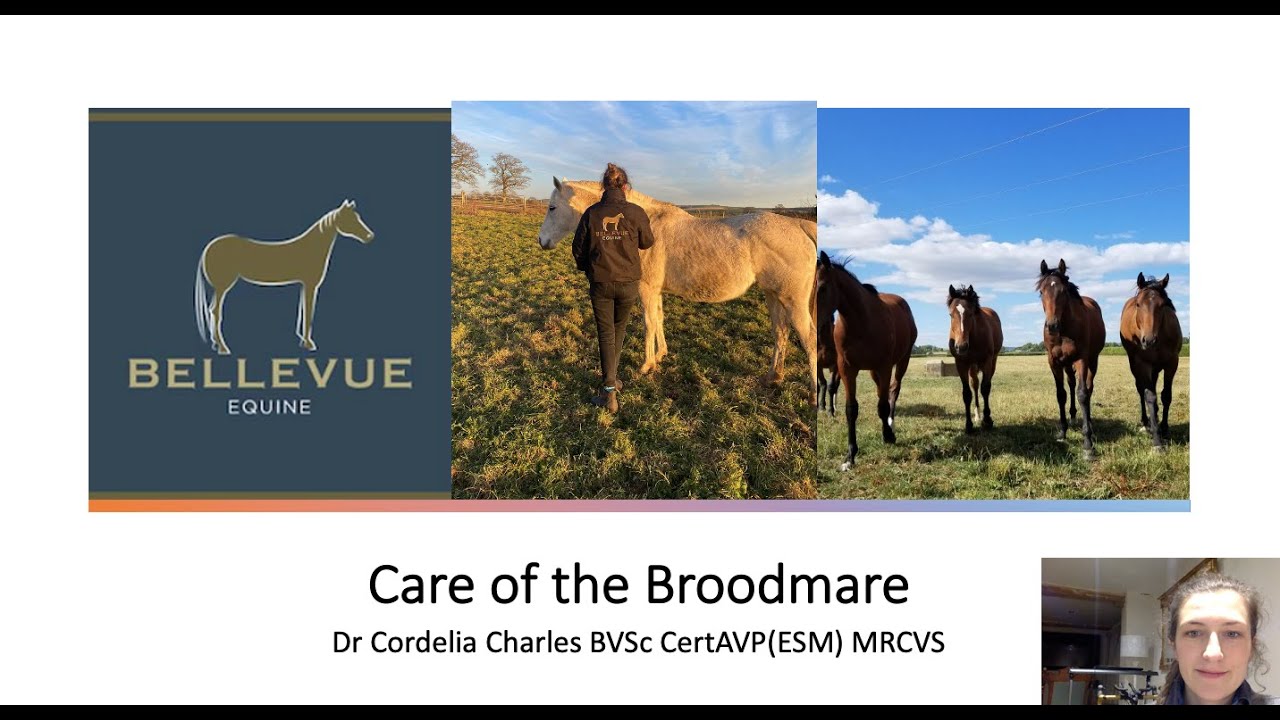 Care of the broodmare