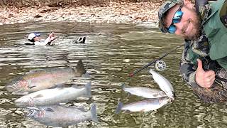 Steelhead Limits Then A Polar Plunge! Erie PA Steelhead Fishing #steelhead #fishing #bigfish
