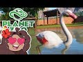 A Flock of FLAMINGOS Arrives!! 🐼 Daily Planet Zoo! • Day 2