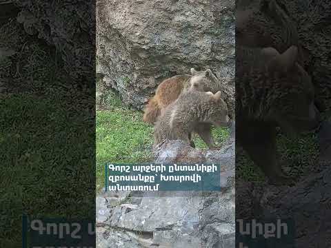 A family of brown bears strolling in the Khosrov Forest