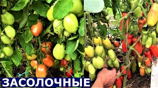 Описание сортов томатов Жигало, Дамские пальчики