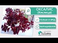 Оксалис (Oxalis) или Кислица польза и вред растения. Уход. Приметы.