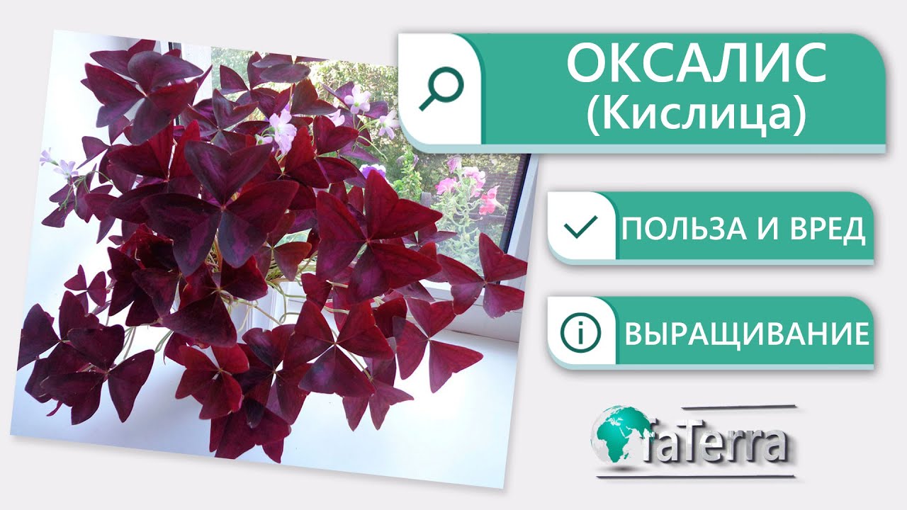 Оксалис (Oxalis) или Кислица польза и вред растения. Уход. Приметы.