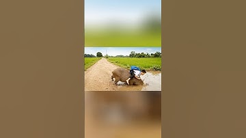 Capybara nay giỏi quá đón anh đi học về #capybara #ai #veo3 #trending #xuhuong