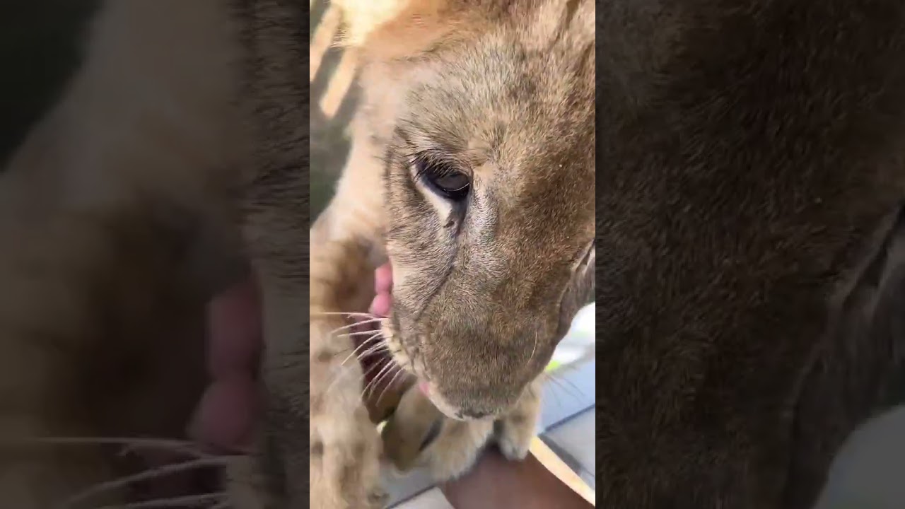 this morning, the little Tiger and the little Lion . 