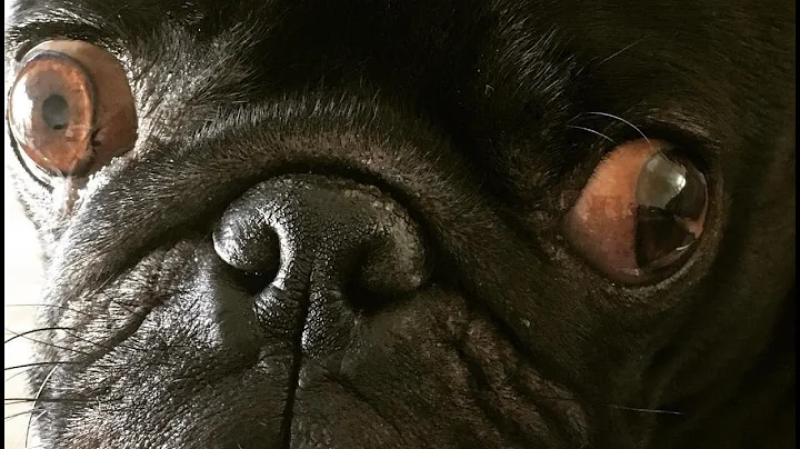 Pug Compilation 8 - Funny Dogs But Only Pug Videos | Instapugs