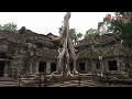 ta prohm cambodia temple angkor giant trees