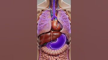 What Happens Inside Your Body When You Eat Açaí Berries? (3D Anatomy Animation) #aishorts