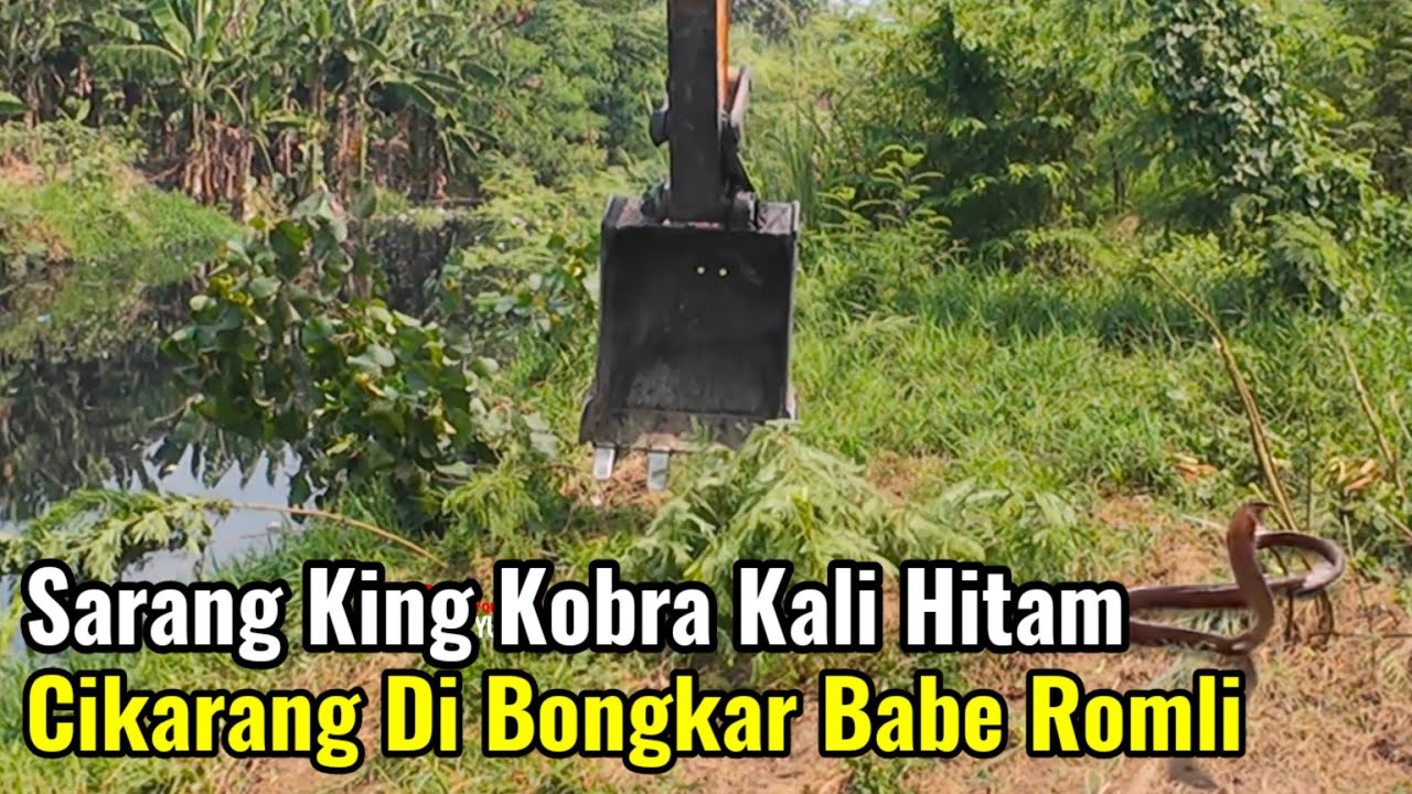 Sarang King Kobra Kali Hitam Oli Cikarang Di Bongkar Babe Romli