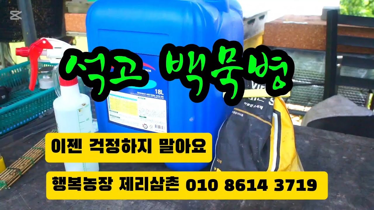 제리삼촌의 석고병(백묵병) 치료 경험 공유 Sharing experience of treating gypsum disease (white ink disease)