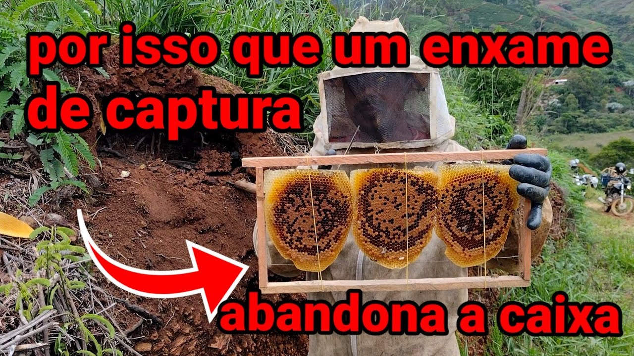 pela desorganização dos favos na hora da captura que o enxame abandona a caixa