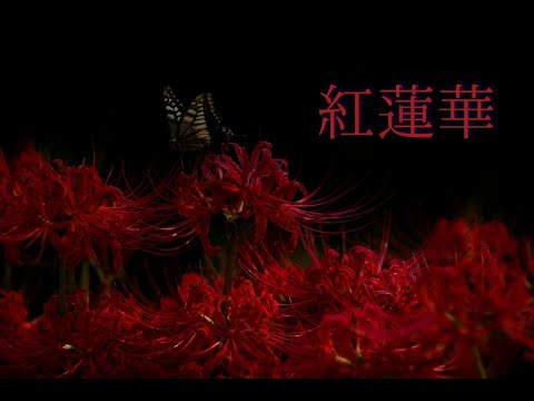 紅蓮華/LiSA【歌ってみた】