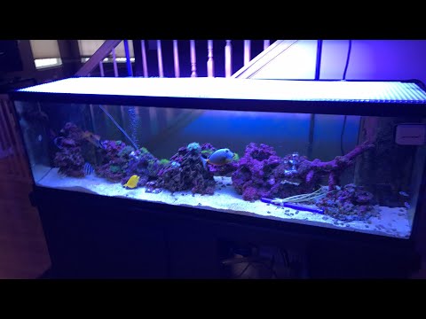 red sea nopox review after one week - Nitrate test Red Sea nopox - NO3:PO4-X - rotter tube reef live