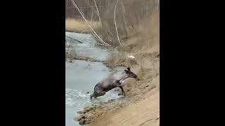 Провалившегося под лед оленя спасли в Амгинском районе