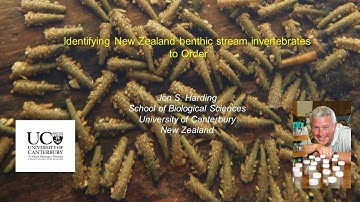 Identifying New Zealand benthic stream invertebrates to Order Jon Harding