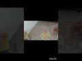 सिर्फ 10 मिनट में बनाए क्रंची तिल चिक्की #mycooking #recipe #at home #shorts