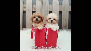 Maltipoo Puppies For Sale in New York, NY