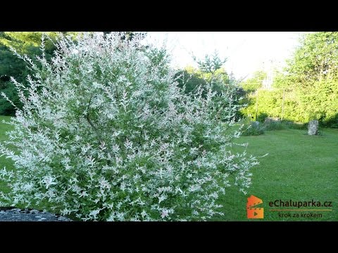 Video: Vŕba Celolistá „Hakuro Nishiki“(31 Fotografií): Výsadba Vŕby Japonskej Na Kmeň A Starostlivosť, Popis „plameniaka“a ďalších Odrôd S Ružovými Listami