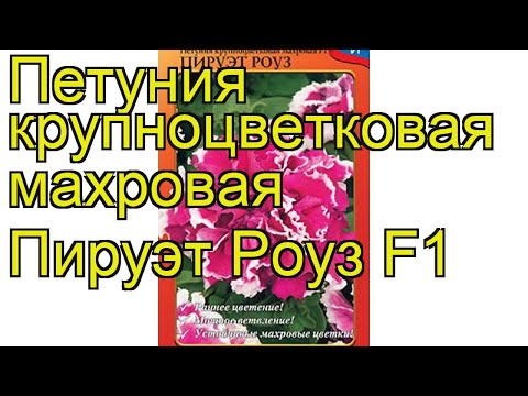 Петуния крупноцветковая Пируэт Роуз. Краткий обзор, описание petunia grandiflora double