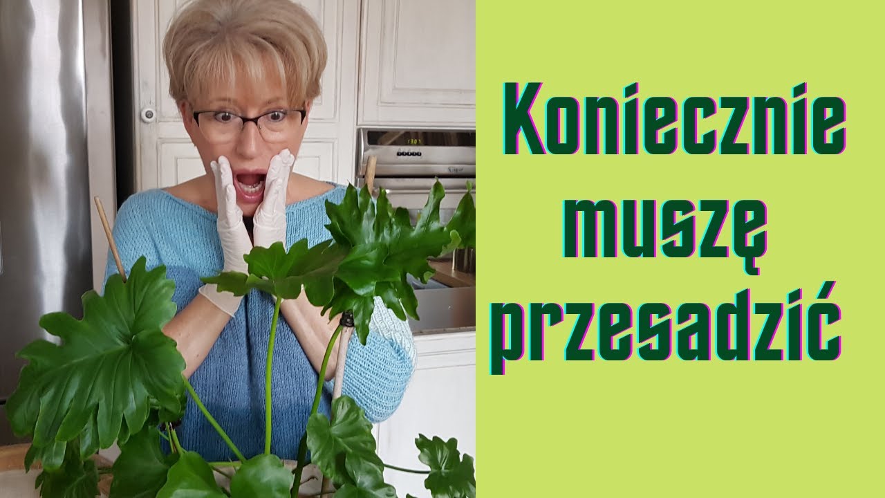 Przesadzam Filodendrona !