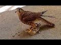 تدريب صقر الباشق اوالشرياص على الهداد المرحله الاخيره تدريب صقر الباشق اوالشرياص على الهداد المرحله الاخيره