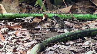 Cuban Brown Anoles Fighting In My Yard