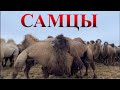 Верблюды самцы.Буры(зимний гон)