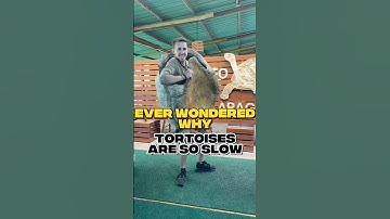 He Tried Being a Tortoise for 10 Seconds