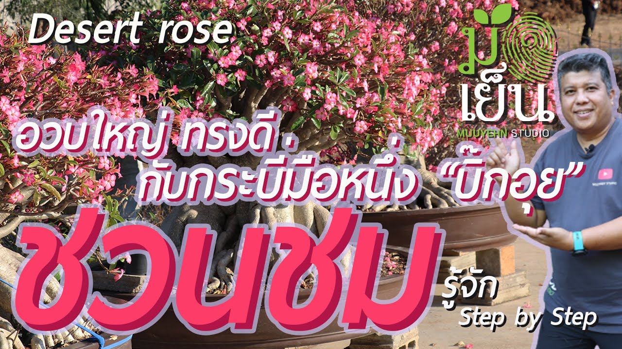 ชวนชม โขดอวบใหญ่ ทรงดี จากระบี่มือหนึ่ง จากสวนชวนชมบิ๊กอุย เลี้ยงไม่ดี เลี้ยงไม่เป็น เริ่มจากตรงนี้