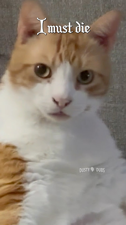 Twas the night after Christmas 🎥: website submission from Amanda S #shorts