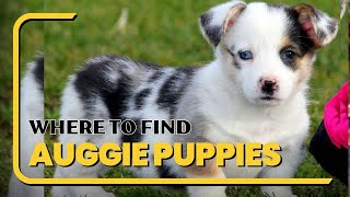 Where to Find Auggie Puppies for Sale