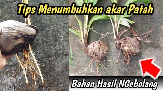 FAST AND EASY WAY TO GROW ROOTS ON COCONUT BONSAI HARVESTED FROM THE WILD