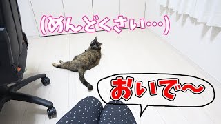 甘える気分じゃないけどママのために仕方なく来てくれる優しい猫