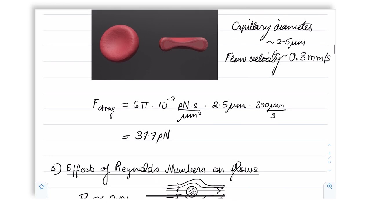 Reynolds Number